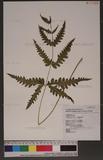 Pteris linearis Poir. T߻