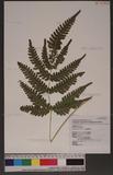 Pteris linearis Poir. T߻