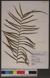 Pteris vittata L. \