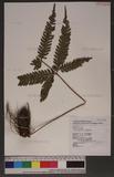 Pteris linearis Poir. T߻