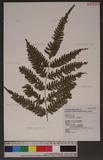 Pteris linearis Poir. T߻