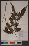 Pteris linearis Poir. T߻