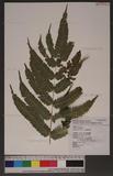 Pteris linearis Poir. T߻