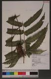 Pteris linearis Poir. T߻