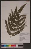 Pteris linearis Poir. T߻