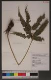 Pteris linearis Poir. T߻