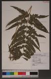 Pteris linearis Poir. T߻