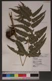 Pteris linearis Poir. T߻