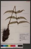 Polystichum biaristatum (Blume) Moore Gyտ