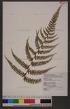 Polystichum biaristatum (Blume) Moore Gyտ