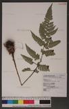 Polystichum biaristatum (Blume) Moore Gyտ