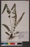 Lindsaea orbiculata (Lam.) Mett. 긭