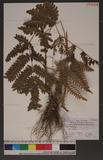 Pteris biaurita L. ߻