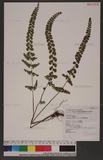 Lindsaea orbiculata (Lam.) Mett. 긭