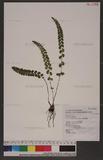 Lindsaea orbiculata (Lam.) Mett. 긭