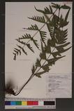 Pteris semipinnata L. bе