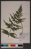 Pteris semipinnata L. bе