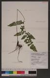 Lindsaea orbiculata (Lam.) Mett. var. recedens (Ching) Shieh T