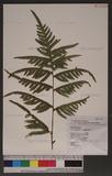 Pteris semipinnata L. bе