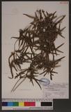 Lygodium japonicum (Thunb.) Sw. F