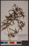 Lygodium japonicum (Thunb.) Sw. F