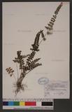 Lindsaea orbiculata (Lam.) Mett. ex Kuhn var. deltoidea Wu 긭