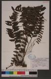 Egenolfia rhizophylla (Kaulf.) Fee j뿹