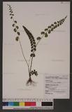 Lindsaea orbiculata (Lam.) Mett. 긭