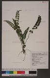 Lindsaea orbiculata (Lam.) Mett. 긭