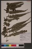 Pteris linearis Poir. T߻