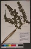 Pteris linearis Poir. T߻