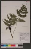 Dryopteris labordei (Christ) C. Chr. 