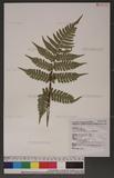 Dryopteris labordei (Christ) C. Chr. 