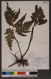 Botrychium daucifolium (Wall.) Hook. & Grev. ja