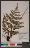 Dryopteris labordei (Christ) C. Chr. 