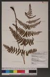 Dryopteris labordei (Christ) C. Chr. 