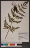 Dryopteris subexaltata (Christ) C. Chr. Ф