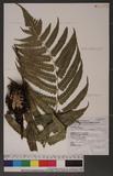 Dryopteris scottii (Bedd.) Ching v