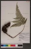 Dryopteris formosana (Christ) C. Chr. OW