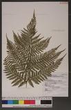 Dryopteris formosana (Christ) C. Chr. OW