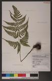 Dryopteris sparsa (Don) Ktze. 