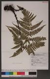 Dryopteris formosana (Christ) C. Chr. OW