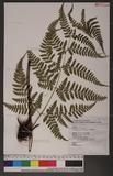 Dryopteris sparsa (Don) Ktze. 