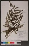 Dryopteris formosana (Christ) C. Chr. OW