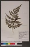 Dryopteris squamiseta (Hook.) Ktze. s