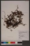 Lemmaphyllum microphyllum Presl ۿ