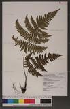 Dryopteris labordei (Christ) C. Chr. 