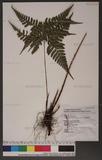 Dryopteris subexaltata (Christ) C. Chr. Ф