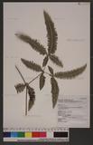 Dicranopteris linearis (Burm. f.) Under. var. tetraphylla (Rosenst.) Nakai ~m