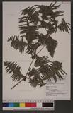 Dicranopteris linearis (Burm. f.) Under. var. tetraphylla (Rosenst.) Nakai ~m
